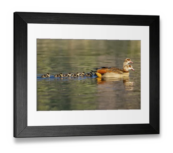 Framed Print : Egyptian goose (Alopochen aegyptiaca) mother with her chicks swimming on a lake Framed Print : Egyptian goose (Alopochen aegyptiaca) mother with her chicks swimming on a lake