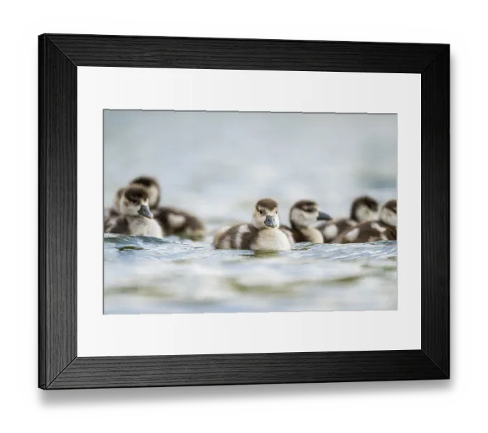 Framed Print : Egyptian goose (Alopochen aegyptiaca) chicks swimming on a lake