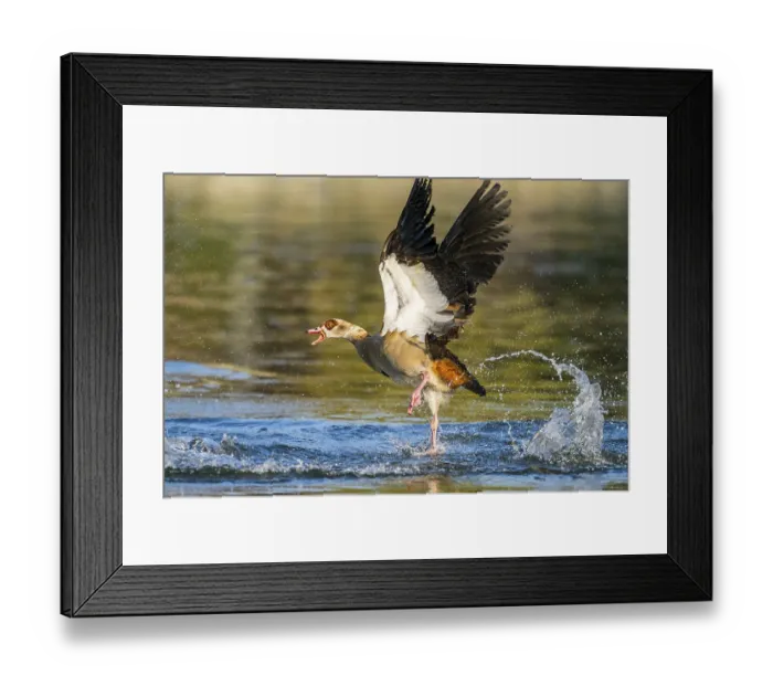 Framed Print : Flying Egyptian goose (Alopochen aegyptiaca) starting from a lake