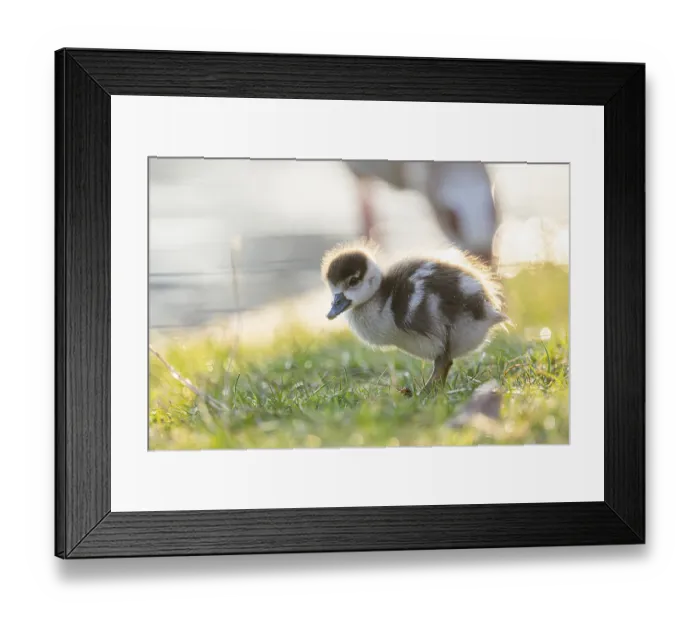 Framed Print : Egyptian goose (Alopochen aegyptiaca) cute chick on a meadow at the shore of a lake