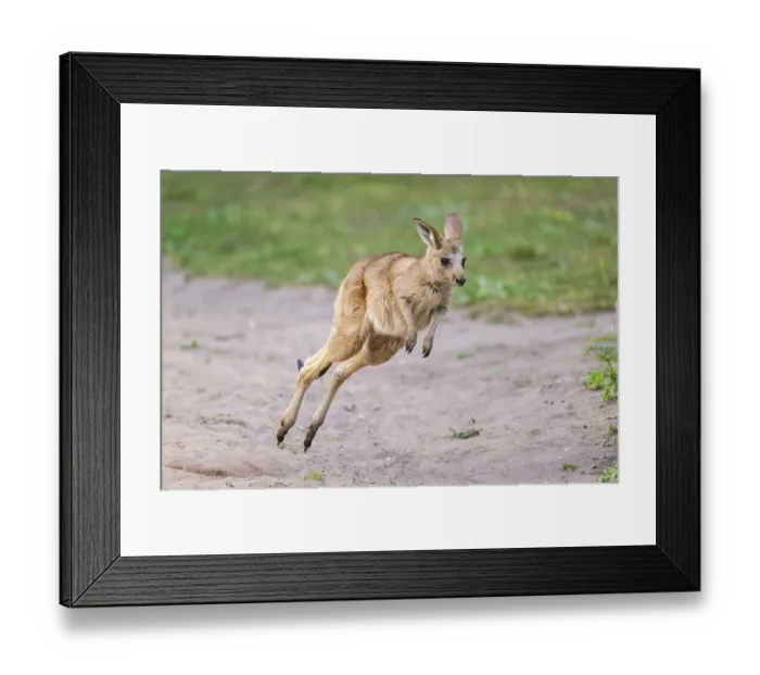 Framed Print : Eastern Gray Kangaroo (Macropus giganteus) youngster jumping on a meadow Framed Print : Eastern Gray Kangaroo (Macropus giganteus) youngster jumping on a meadow