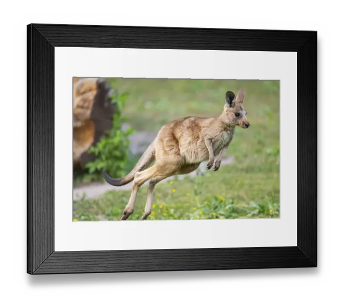 Framed Print : Eastern Gray Kangaroo (Macropus giganteus) youngster jumping on a meadow Framed Print : Eastern Gray Kangaroo (Macropus giganteus) youngster jumping on a meadow