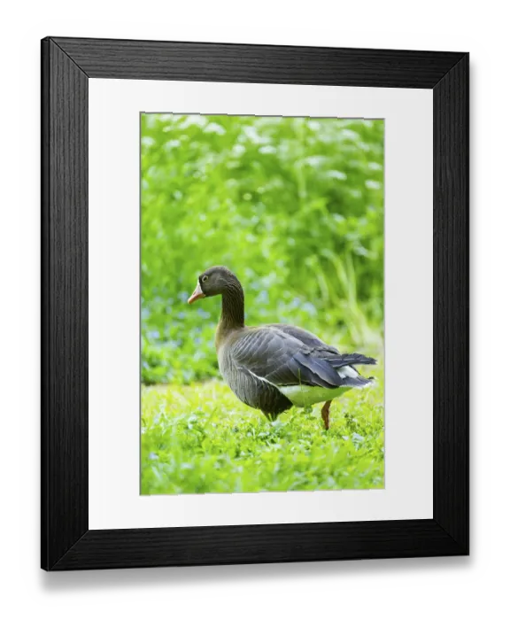 Framed Print : Greater white-fronted goose (Anser albifrons) standing on a meadow