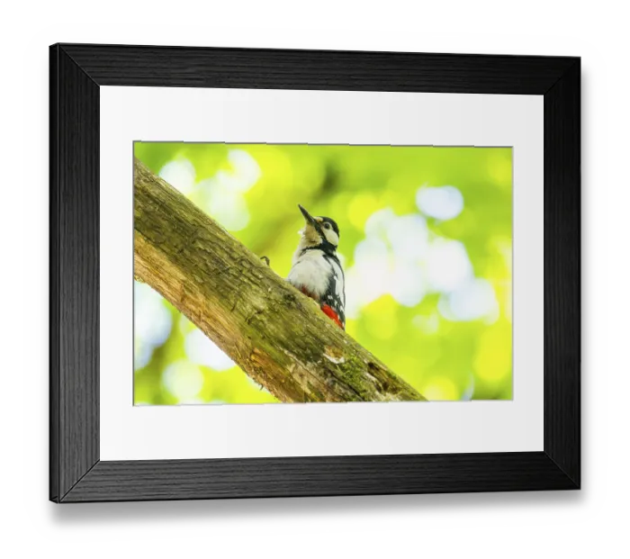 Framed Print : Great spotted woodpecker (Dendrocopos major) sitting on a branch