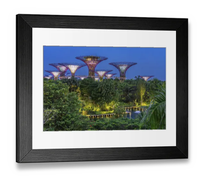 Framed Print : Supertree Grove, illuminated Supertrees with elevated walkway and restaurant towering over Gardens by the Bay