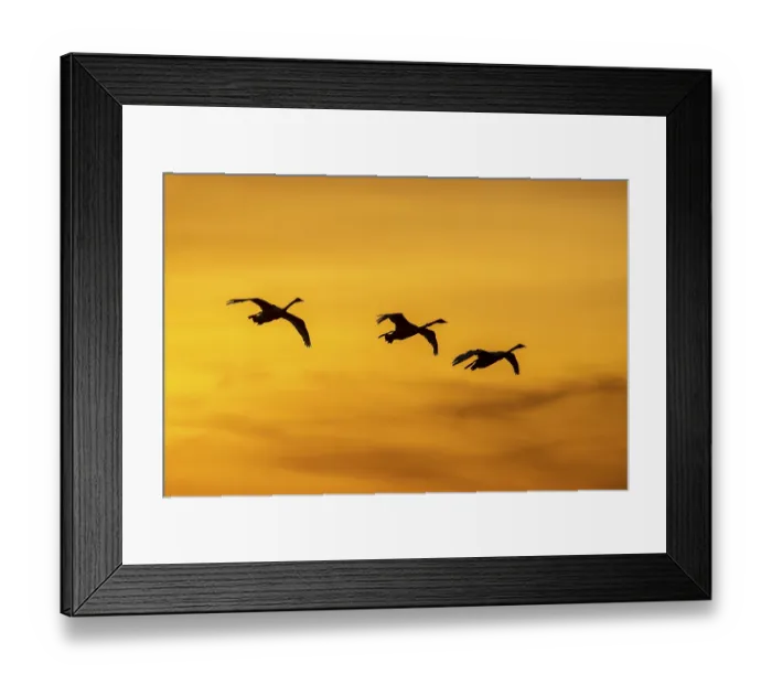 Framed Print : Three Bewick's swans Framed Print : Three Bewick's swans