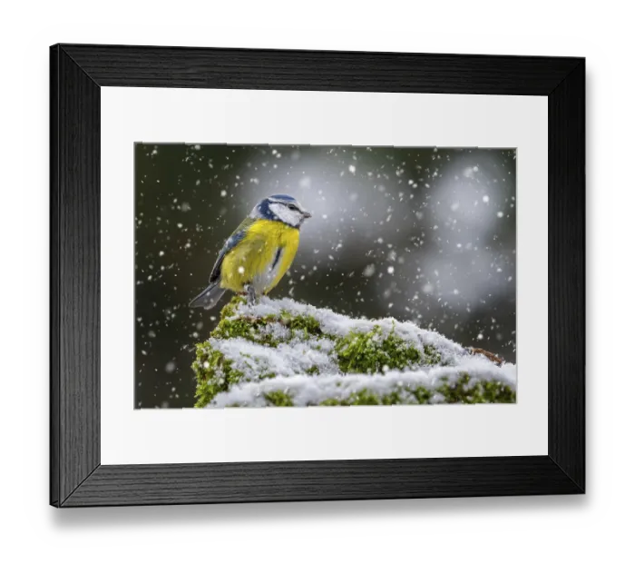 Framed Print : Eurasian blue tit (Cyanistes caeruleus)