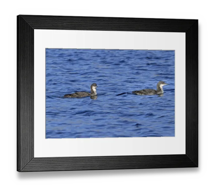 Framed Print : Two black-throated loons, Arctic loon