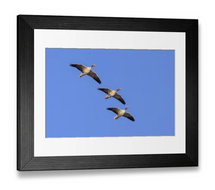 Framed Print : Three greylag geese, graylag goose (Anser anser) flying against blue sky in winter