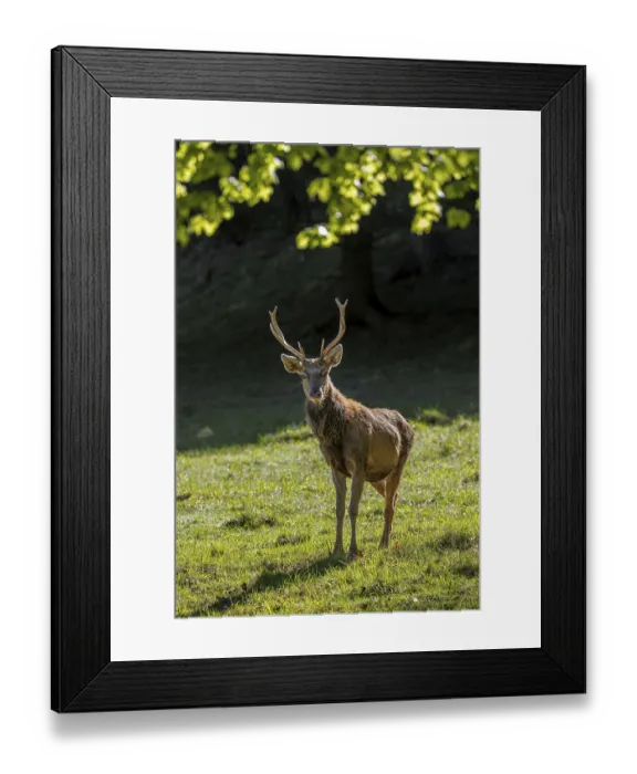 Framed Print : Scruffy red deer (Cervus elaphus) Framed Print : Scruffy red deer (Cervus elaphus)