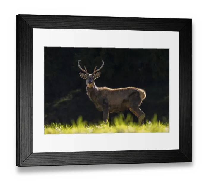 Framed Print : Scruffy red deer (Cervus elaphus)