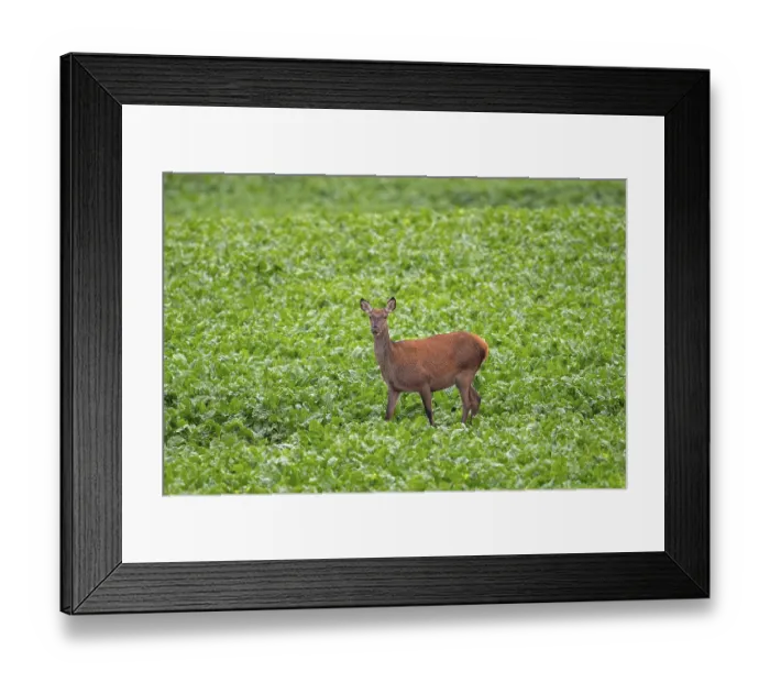 Framed Print : Red deer (Cervus elaphus) hind