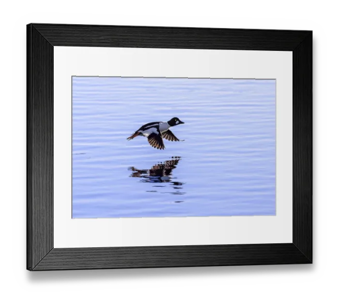 Framed Print : Common goldeneye (Bucephala clangula) male in flight