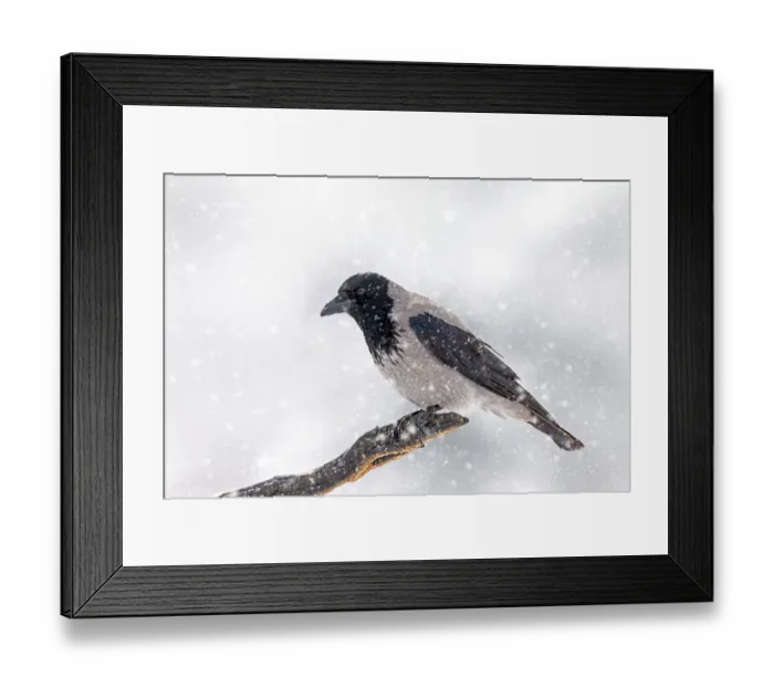 Framed Print : Northern European hooded crow (Corvus cornix cornix) in the snow perched on branch during heavy snowfall in winter Framed Print : Northern European hooded crow (Corvus cornix cornix) in the snow perched on branch during heavy snowfall in winter