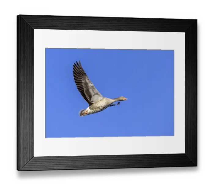 Framed Print : Greylag goose, graylag goose (Anser anser) flying against blue sky in winter Framed Print : Greylag goose, graylag goose (Anser anser) flying against blue sky in winter