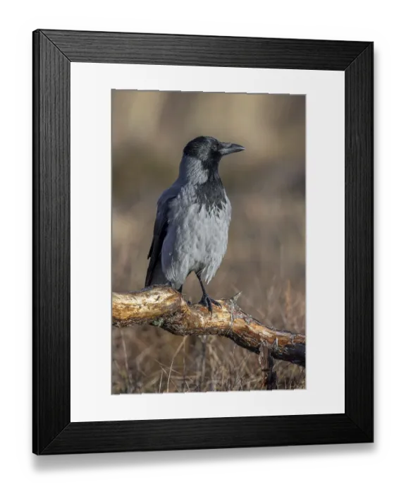 Framed Print : Northern European hooded crow (Corvus cornix cornix) Framed Print : Northern European hooded crow (Corvus cornix cornix)