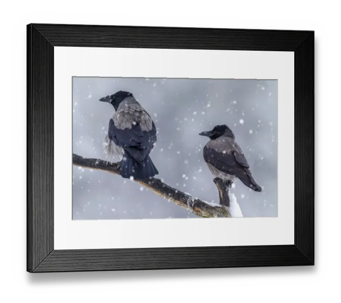 Framed Print : Two Northern European hooded crows (Corvus cornix cornix) in the snow perched on branch during heavy snowfall in winter Framed Print : Two Northern European hooded crows (Corvus cornix cornix) in the snow perched on branch during heavy snowfall in winter