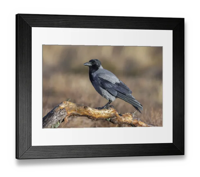 Framed Print : Northern European hooded crow (Corvus cornix cornix)