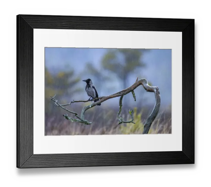 Framed Print : Soaking wet Northern European hooded crow (Corvus cornix cornix) Framed Print : Soaking wet Northern European hooded crow (Corvus cornix cornix)