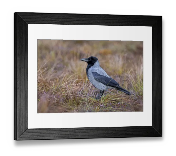 Framed Print : Northern European hooded crow (Corvus cornix cornix)