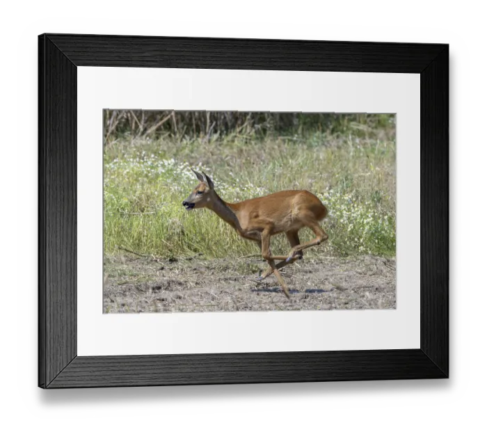 Framed Print : Fleeing European roe deer (Capreolus capreolus) doe Framed Print : Fleeing European roe deer (Capreolus capreolus) doe