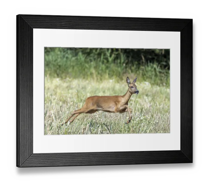 Framed Print : Fleeing European roe deer (Capreolus capreolus) doe