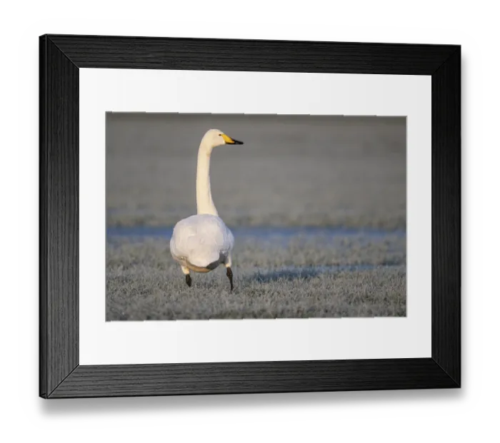 Framed Print : Whooper swan (Cygnus cygnus), Emsland
