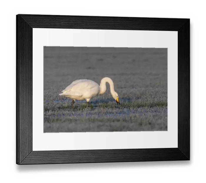 Framed Print : Whooper swan (Cygnus cygnus), Emsland Framed Print : Whooper swan (Cygnus cygnus), Emsland