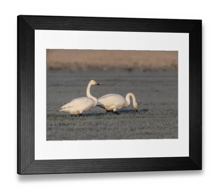 Framed Print : Whooper swans (Cygnus cygnus), Emsland