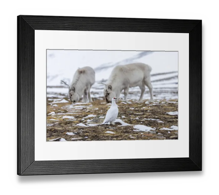 Framed Print : Rock ptarmigan (Lagopus muta) Framed Print : Rock ptarmigan (Lagopus muta)