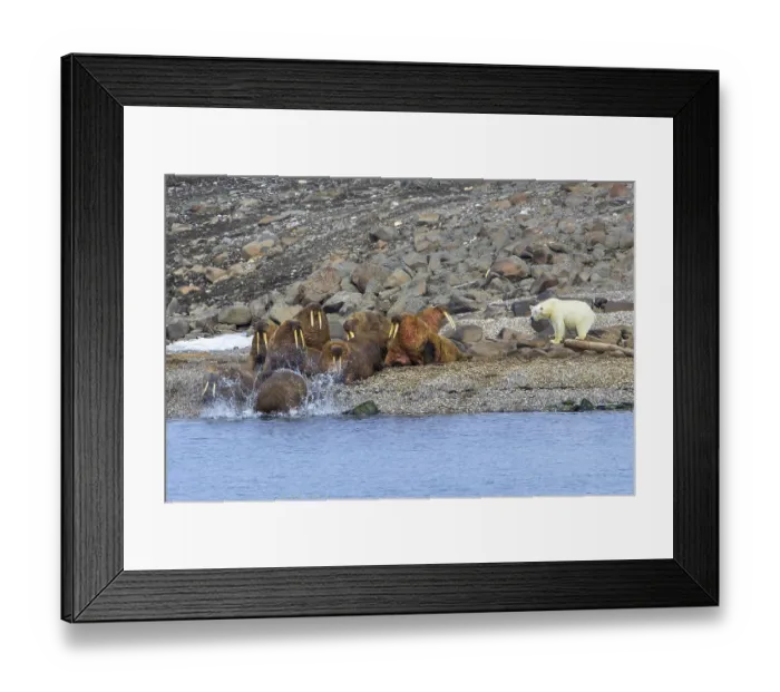 Framed Print : Lone polar bear (Ursus maritimus) attacking Atlantic walruses resting at haulout on beach along the coast of Svalbard