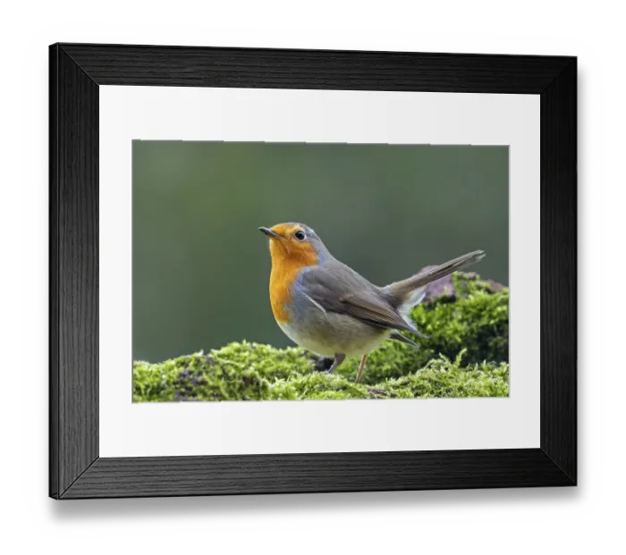 Framed Print : European robin (Erithacus rubecula)