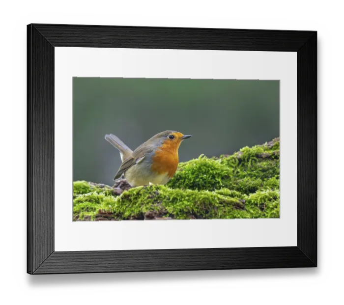 Framed Print : European robin (Erithacus rubecula)