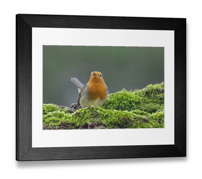 Framed Print : European robin (Erithacus rubecula) Framed Print : European robin (Erithacus rubecula)