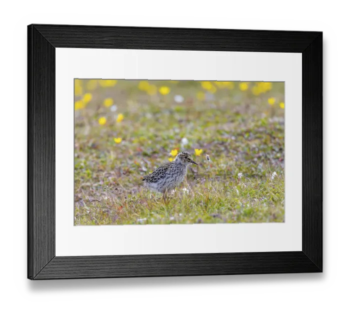 Framed Print : Purple sandpiper (Calidris maritima) chick Framed Print : Purple sandpiper (Calidris maritima) chick