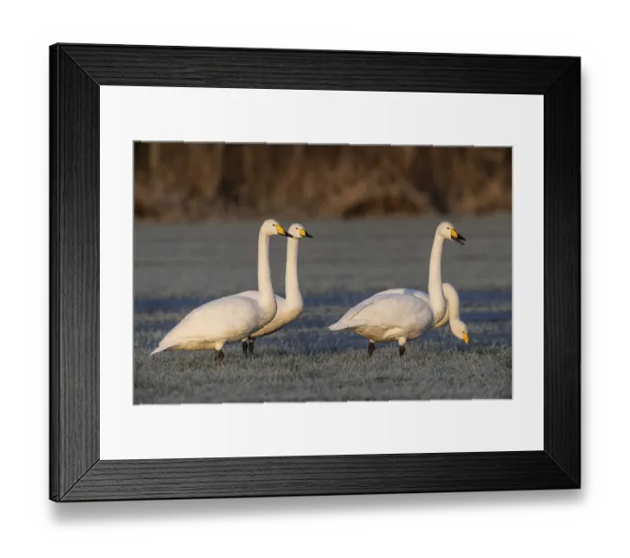 Framed Print : Whooper swans (Cygnus cygnus), Emsland Framed Print : Whooper swans (Cygnus cygnus), Emsland