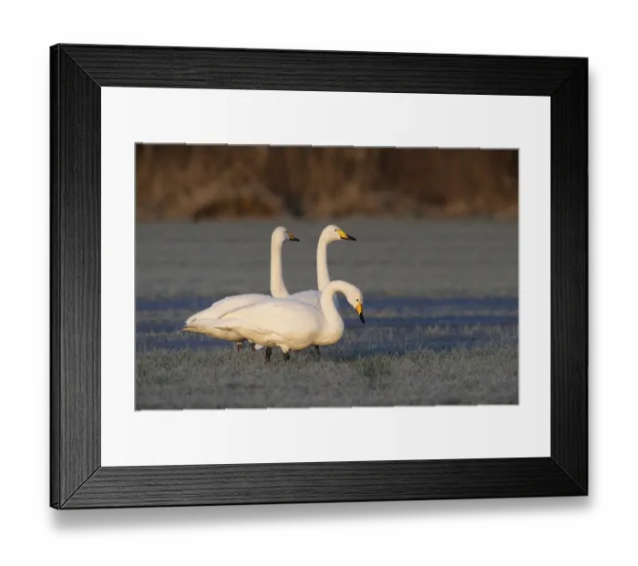 Framed Print : Whooper swans (Cygnus cygnus), Emsland