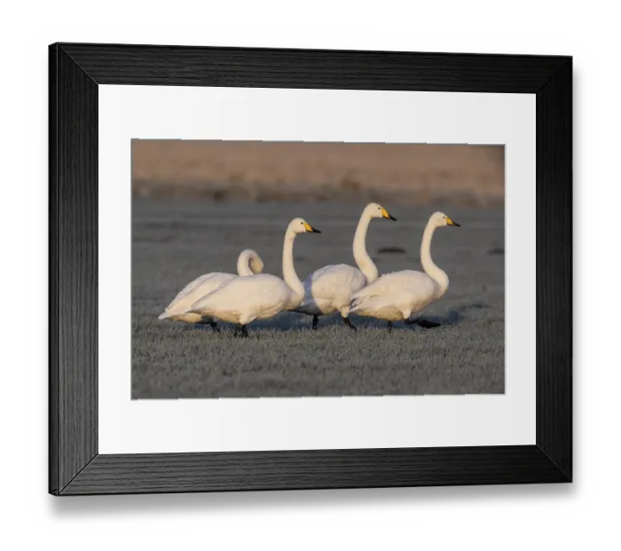 Framed Print : Whooper swans (Cygnus cygnus), Emsland