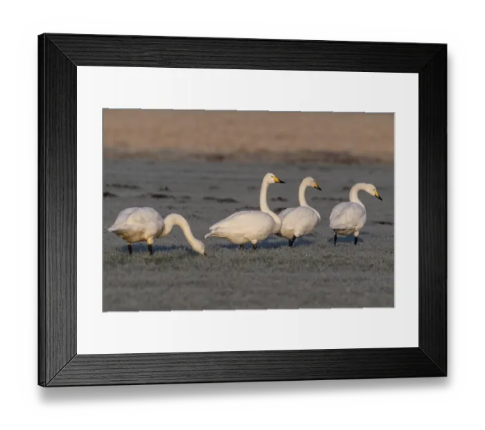 Framed Print : Whooper swans (Cygnus cygnus), Emsland Framed Print : Whooper swans (Cygnus cygnus), Emsland
