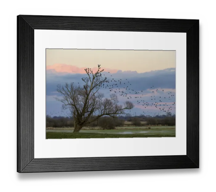 Framed Print : A flock of starlings (Sturnus vulgaris) flies into a bare willow (Salix spec)