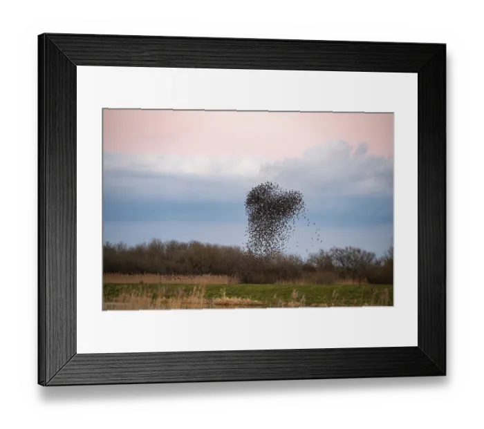 Framed Print : A flock of starlings (Sturnus vulgaris) draws a dynamic heart-shaped form in the sky Framed Print : A flock of starlings (Sturnus vulgaris) draws a dynamic heart-shaped form in the sky
