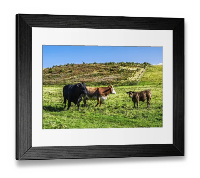 Framed Print : Bulls and Cows on Scottish Borders Farms