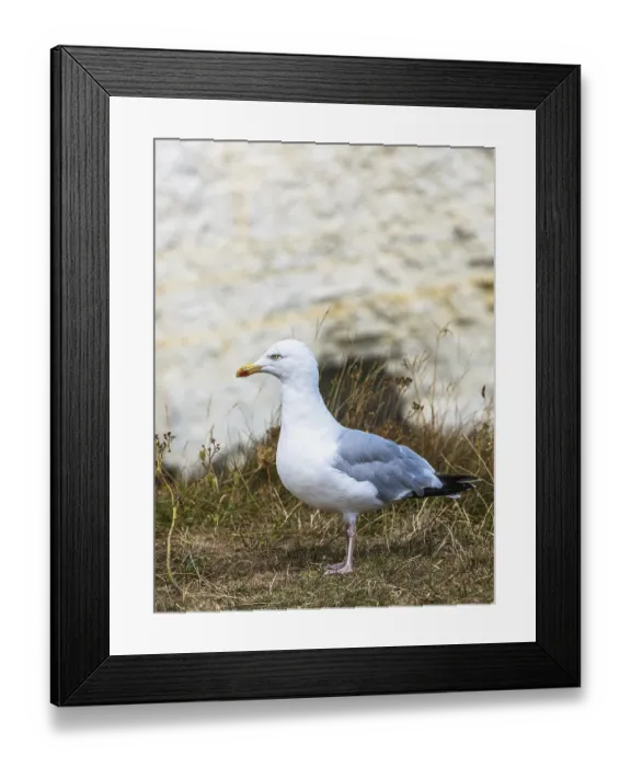 Framed Print : Herring Gull, Sea Gull, Gulls on Dorset cliff