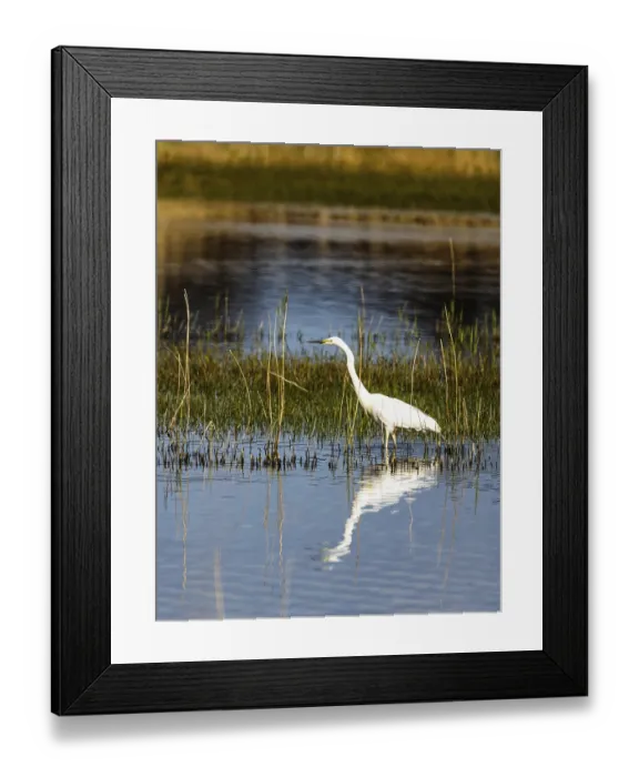 Framed Print : Great White Egret, Ardea alba, bird in hunting on marshes Framed Print : Great White Egret, Ardea alba, bird in hunting on marshes