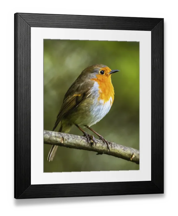 Framed Print : European Robinin in his environment Framed Print : European Robinin in his environment