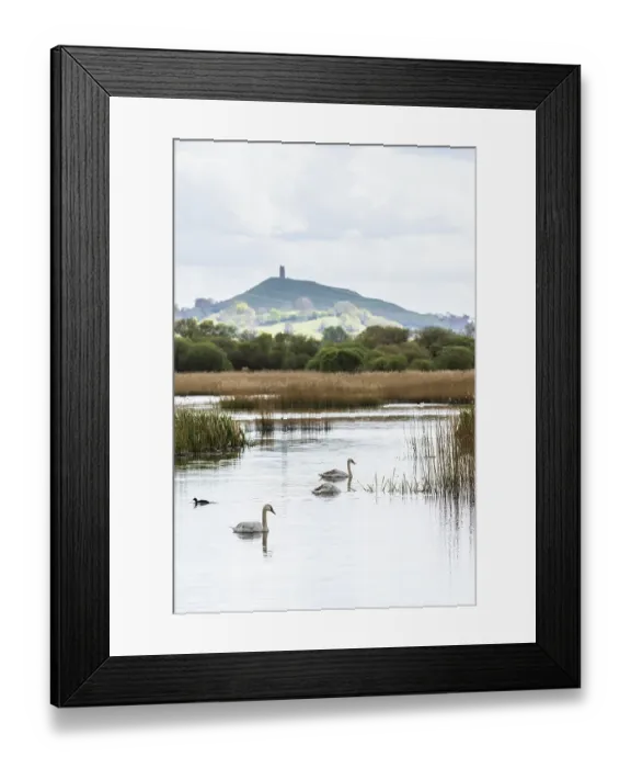 Framed Print : Mute Swan, Cygnus olor with Glastonbury Tor in background