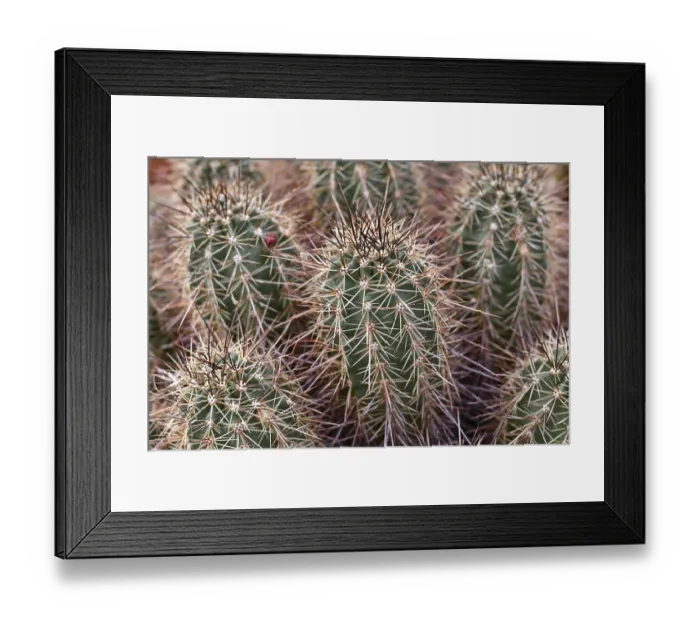 Framed Print : Close up of Engelmann's Hedgehog Cactus (Echinocereus engelmannii) Framed Print : Close up of Engelmann's Hedgehog Cactus (Echinocereus engelmannii)
