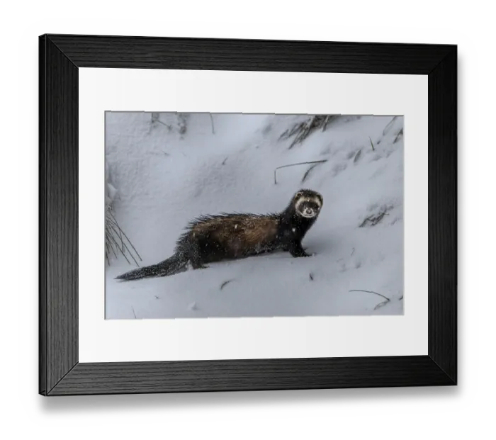 Framed Print : The squeak of a mouse gives the European polecat (Mustela putorius) pause Framed Print : The squeak of a mouse gives the European polecat (Mustela putorius) pause
