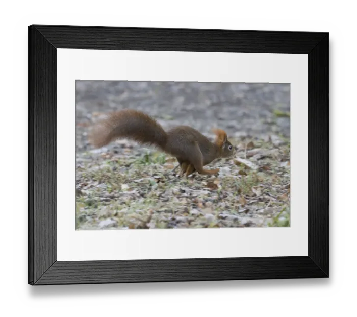 Framed Print : A squirrel (Sciurus vulgaris) running across forest-covered ground in autumn