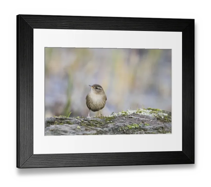 Framed Print : A wren (Troglodytes troglodytes) stands on a moss-covered rock surrounded by the muted colours of nature